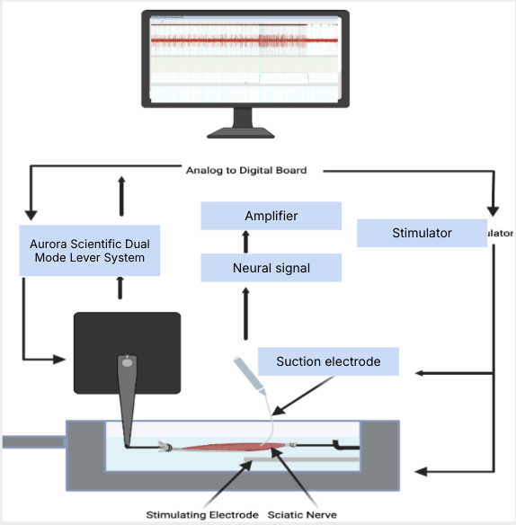 Neurophysiology Lab Research – Wilkinson Neurophysiology Lab